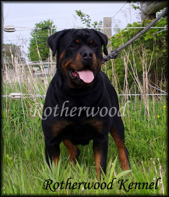 Rotherwood kennel sale rottweiler